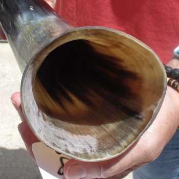 Buffed water buffalo horn measuring 20 inches for $20