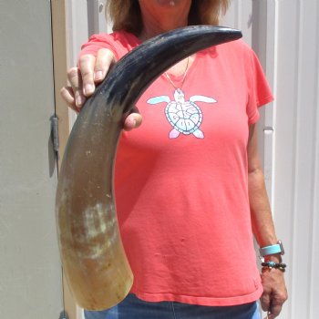 Buffed water buffalo horn measuring 21 inches for $20