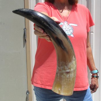 Buffed water buffalo horn measuring 21 inches for $20