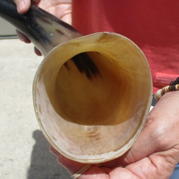 Buffed water buffalo horn measuring 21 inches for $20