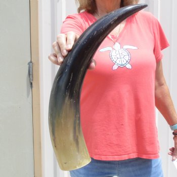 Buffed water buffalo horn measuring 21 inches for $20