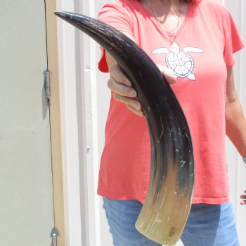 Buffed water buffalo horn measuring 21 inches for $20