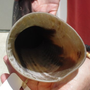 Buffed water buffalo horn measuring 21 inches for $20