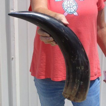 Buffed water buffalo horn measuring 20 inches for $20
