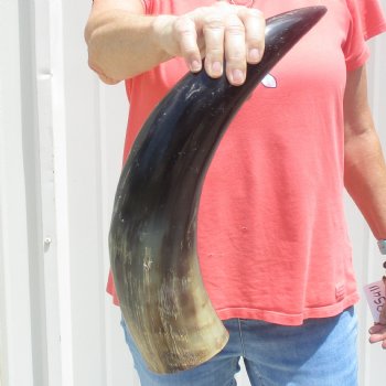 Buffed water buffalo horn measuring 20 inches for $20