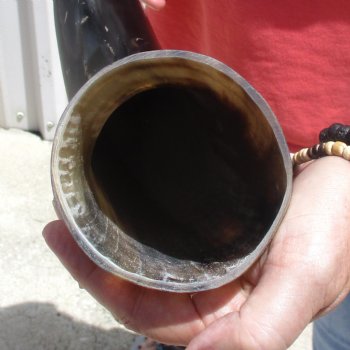 Buffed water buffalo horn measuring 20 inches for $20