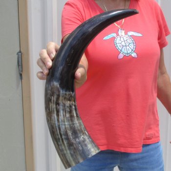 Buffed water buffalo horn measuring 20 inches for $20