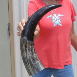 Buffed water buffal...