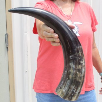 Buffed water buffalo horn measuring 20 inches for $20