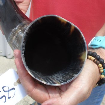 Buffed water buffalo horn measuring 20 inches for $20