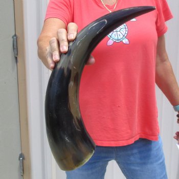 Buffed water buffalo horn measuring 20 inches for $20