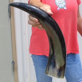 Buffed water buffalo horn measuring 20 inches for $20