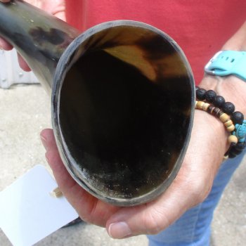 Buffed water buffalo horn measuring 20 inches for $20