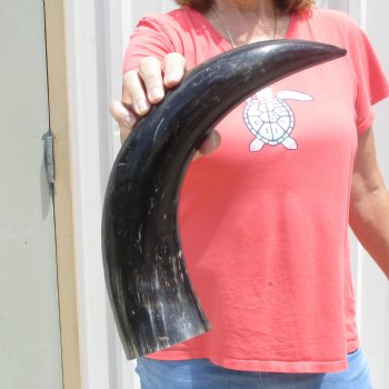 Buffed water buffalo horn measuring 20 inches for $20