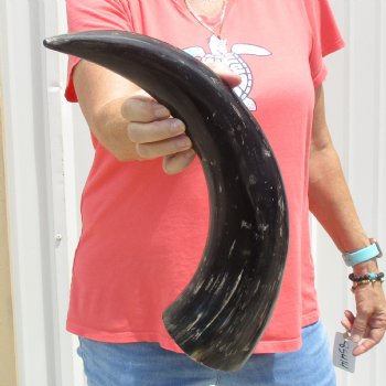 Buffed water buffalo horn measuring 20 inches for $20
