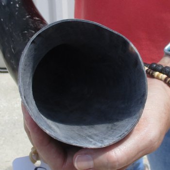 Buffed water buffalo horn measuring 20 inches for $20