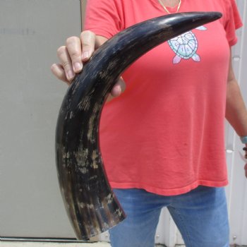 Buffed water buffalo horn measuring 21 inches for $20