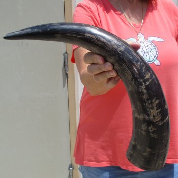Buffed water buffalo horn measuring 21 inches for $20
