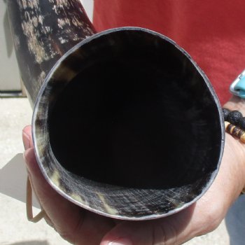 Buffed water buffalo horn measuring 21 inches for $20