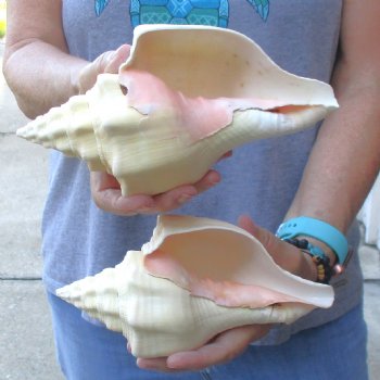 Available for Sale - 2 pc lot of West Indian Chank Shells, 8-1/4 & 8-3/4 inches for $24