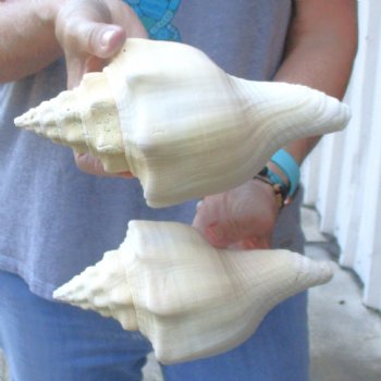 Available for Sale - 2 pc lot of West Indian Chank Shells, 8-1/4 & 8-3/4 inches for $24