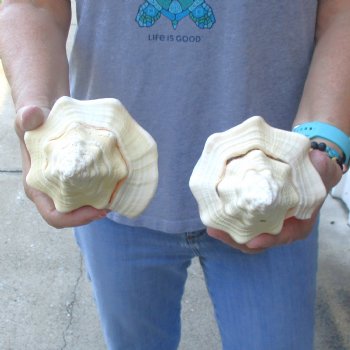 Available for Sale - 2 pc lot of West Indian Chank Shells, 8-1/4 & 8-3/4 inches for $24