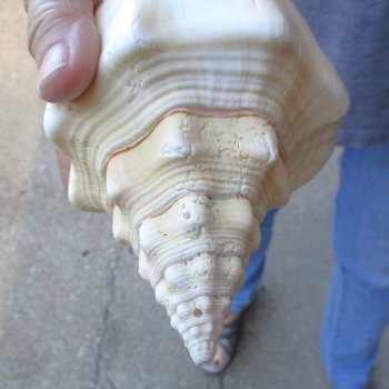 Available for Sale - 2 pc lot of West Indian Chank Shells, 8-1/4 & 8-3/4 inches for $24