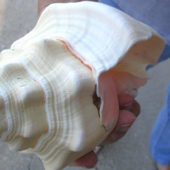 Available for Sale - 2 pc lot of West Indian Chank Shells, 8-1/4 & 8-3/4 inches for $24