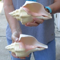 Available for Sale - 2 pc lot of West Indian Chank Shells, 8-1/4 & 8-3/4 inches for $24
