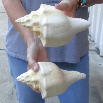 Available for Sale - 2 pc lot of West Indian Chank Shells, 8-1/4 & 8-3/4 inches for $24