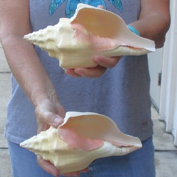 Available for Sale - 2 pc lot of West Indian Chank Shells, 8-1/2 & 8-3/4 inches for $24