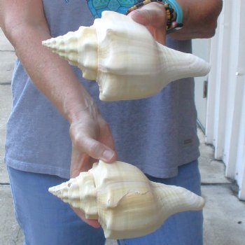 Available for Sale - 2 pc lot of West Indian Chank Shells, 8-1/2 & 8-3/4 inches for $24