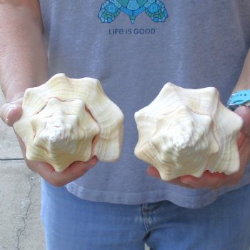 Available for Sale - 2 pc lot of West Indian Chank Shells, 8-1/2 & 8-3/4 inches for $24