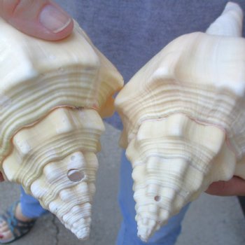 Available for Sale - 2 pc lot of West Indian Chank Shells, 8-1/2 & 8-3/4 inches for $24