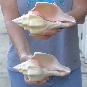 Available for Sale - 2 pc lot of West Indian Chank Shells, 8-1/4 & 8-1/2 inches for $24
