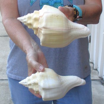 Available for Sale - 2 pc lot of West Indian Chank Shells, 8-1/4 & 8-1/2 inches for $24