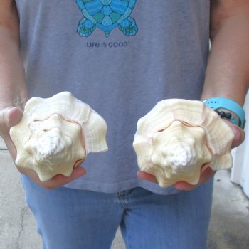 Available for Sale - 2 pc lot of West Indian Chank Shells, 8-1/4 & 8-1/2 inches for $24