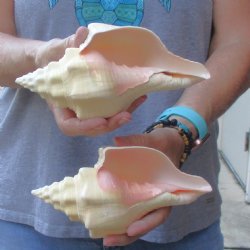 Available for Sale - 2 pc lot of West Indian Chank Shells, 7-1/4 & 7-1/2 inches for $18