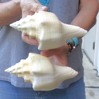 Available for Sale - 2 pc lot of West Indian Chank Shells, 7-1/4 & 7-1/2 inches for $18
