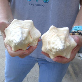 Available for Sale - 2 pc lot of West Indian Chank Shells, 7-1/4 & 7-1/2 inches for $18