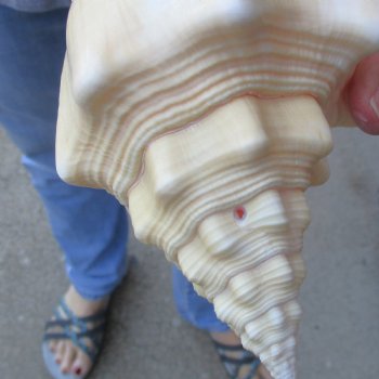 Available for Sale - 2 pc lot of West Indian Chank Shells, 7-1/4 & 7-1/2 inches for $18