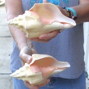 Available for Sale - 2 pc lot of West Indian Chank Shells, 7 & 7-1/2 inches for $18