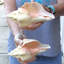 Available for Sale - 2 pc lot of West Indian Chank Shells, 7 & 7-1/2 inches for $18