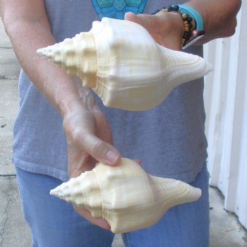 Available for Sale - 2 pc lot of West Indian Chank Shells, 7 & 7-1/2 inches for $18