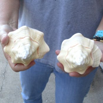 Available for Sale - 2 pc lot of West Indian Chank Shells, 7 & 7-1/2 inches for $18