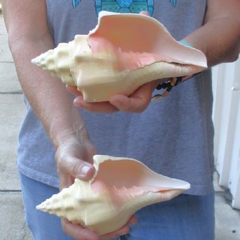 Available for Sale - 2 pc lot of West Indian Chank Shells, 7-1/2 & 7-3/4 inches for $18