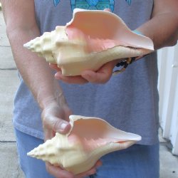 Available for Sale - 2 pc lot of West Indian Chank Shells, 7-1/2 & 7-3/4 inches for $18