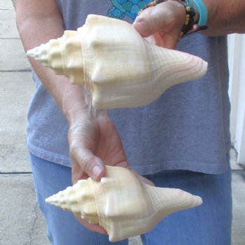 Available for Sale - 2 pc lot of West Indian Chank Shells, 7-1/2 & 7-3/4 inches for $18