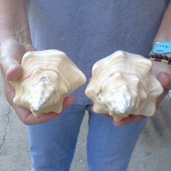 Available for Sale - 2 pc lot of West Indian Chank Shells, 7-1/2 & 7-3/4 inches for $18