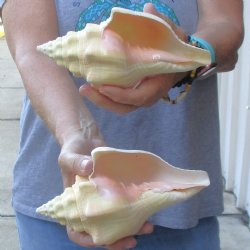 Available for Sale - 2 pc lot of West Indian Chank Shells, 7 & 7-1/2 inches for $18